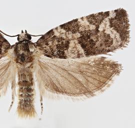   A .  packardiana . © Loren Jones. Image used with permission.
